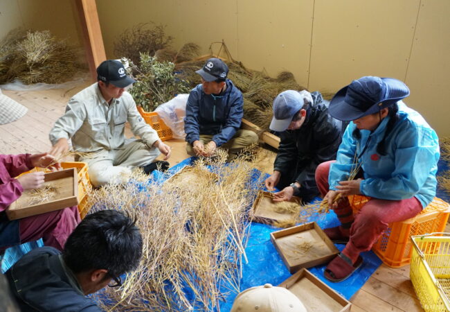 自家採取の種